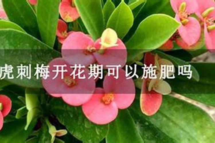 磷肥的最佳使用时间及用量