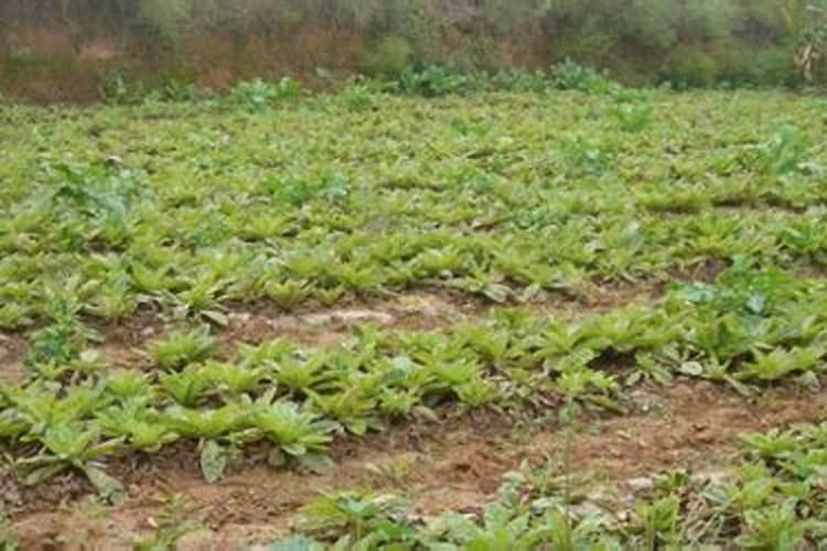 栀子花喜欢什么土壤和肥料