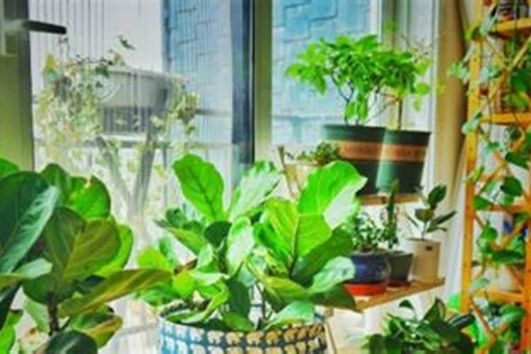 幸福树怎样施肥,幸福树怎样施肥比较好