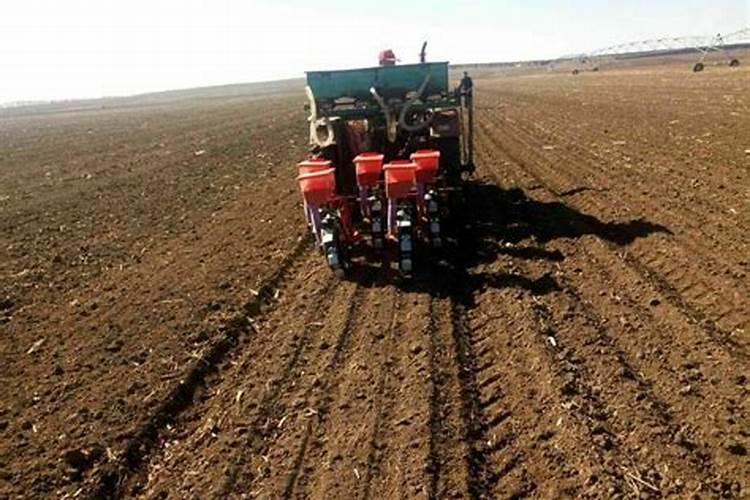 抗倒付扶药玉米有一人高打药晚吗