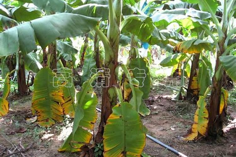 黑花生种植问题？