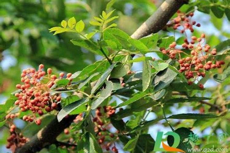 花椒树几月移栽最好