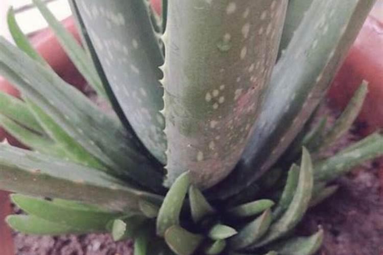 复合肥和尿素的区别是什么