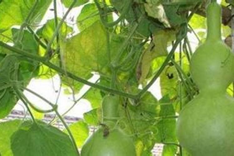 葫芦浇什么肥料合适