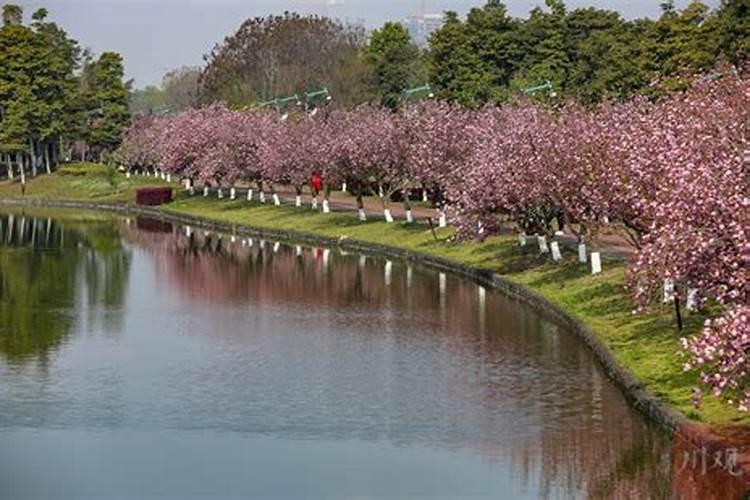 樱花树的生长条件