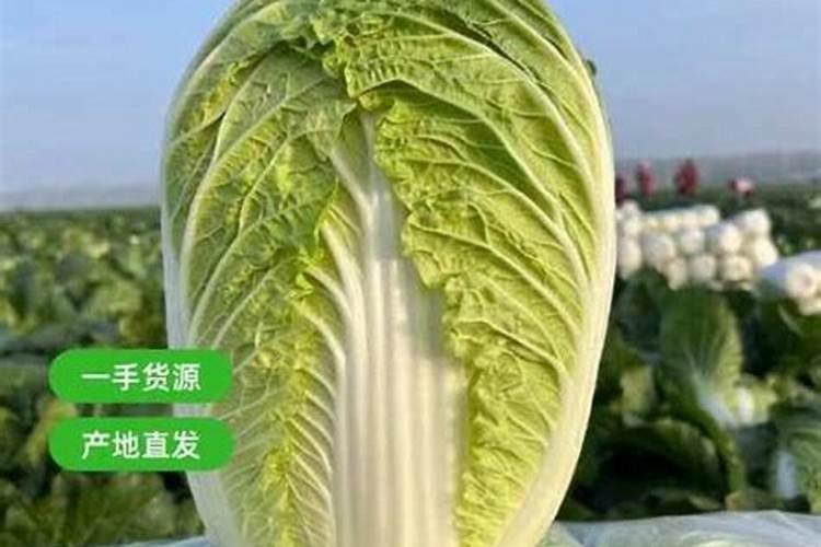 草木灰的作用 草木灰是什么肥料