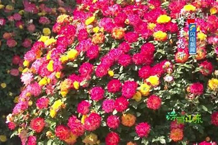 月季开花用什么肥