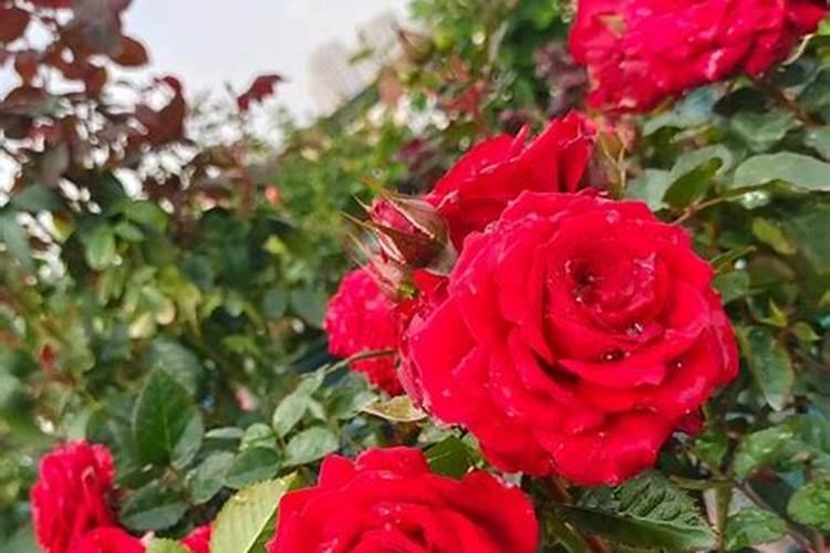 磷酸二氢钾浇月季花使用方法