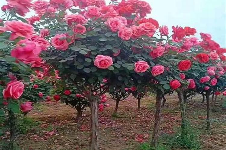 月季怎样喷施叶面肥？