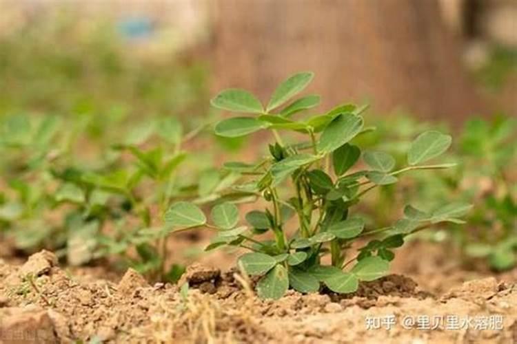 种植花生时,需要提前施加什么底肥呢？