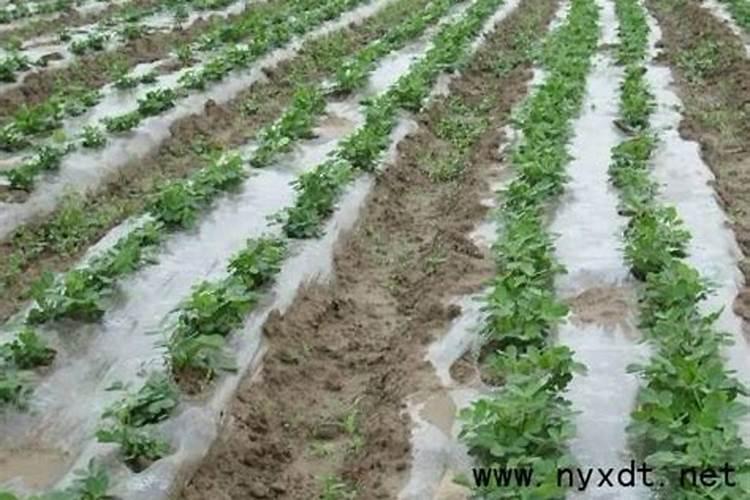 种花生需要什么肥料做底肥