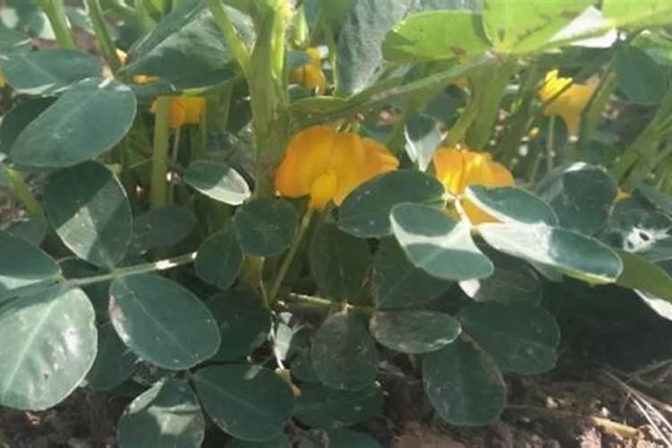春花生的种植方法与管理