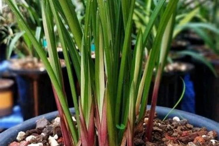 兰花叶面肥有哪些