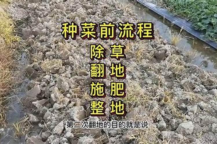 种菜前土地要先施肥吗