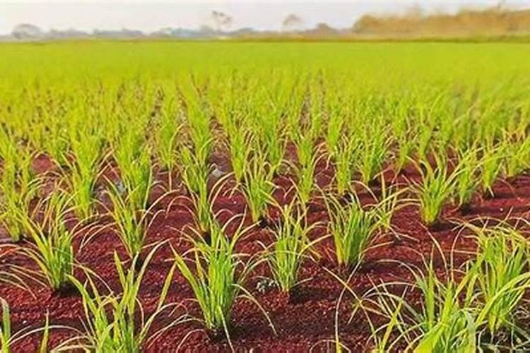 除了黄府植酸钾还有什么生根