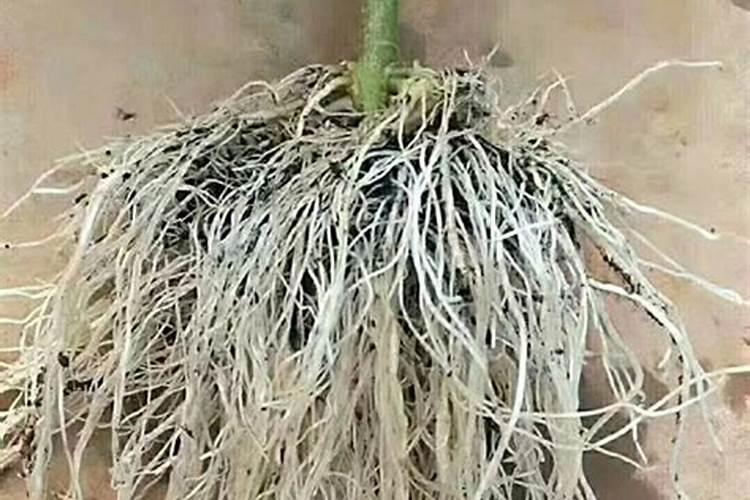 水溶肥哪个品牌最好