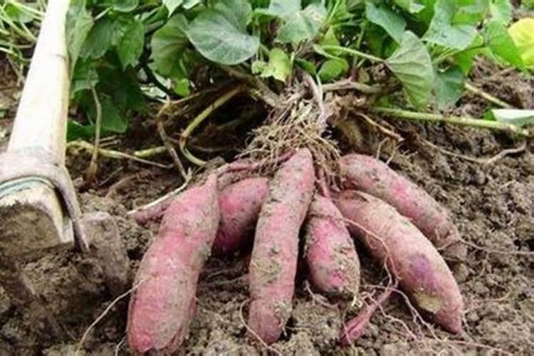 刚烧好的草木灰能用吗