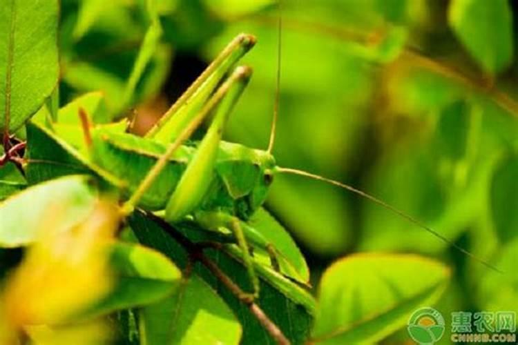 吊兰冬天用哪些肥