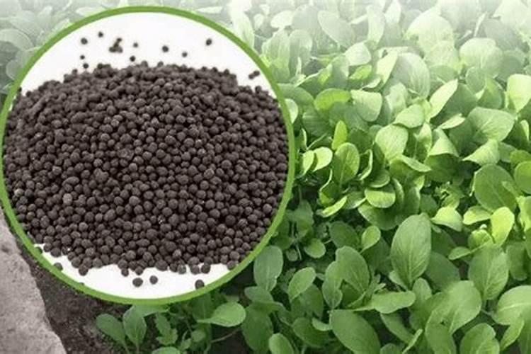 草莓追肥什么肥料