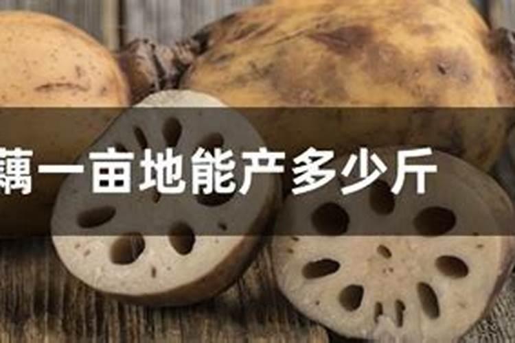 金银花浇头回水上多少肥料？