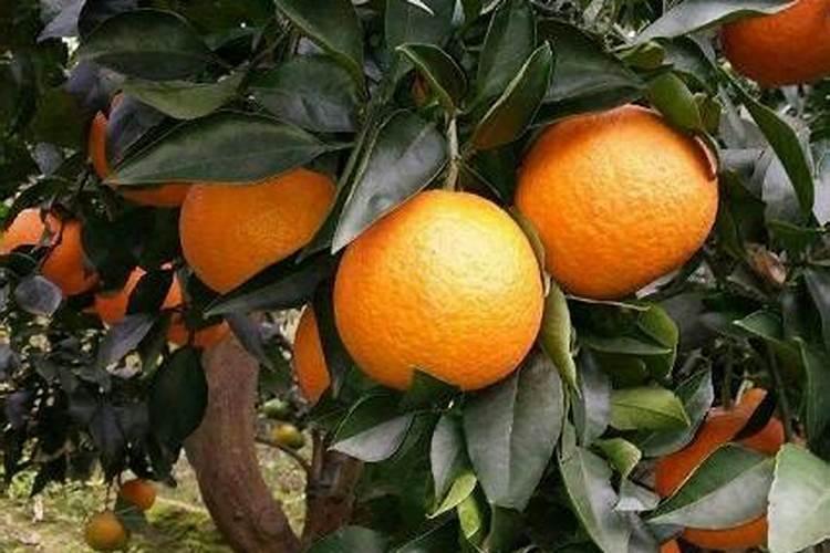 沙糖桔成熟期是否还有必要追肥？
