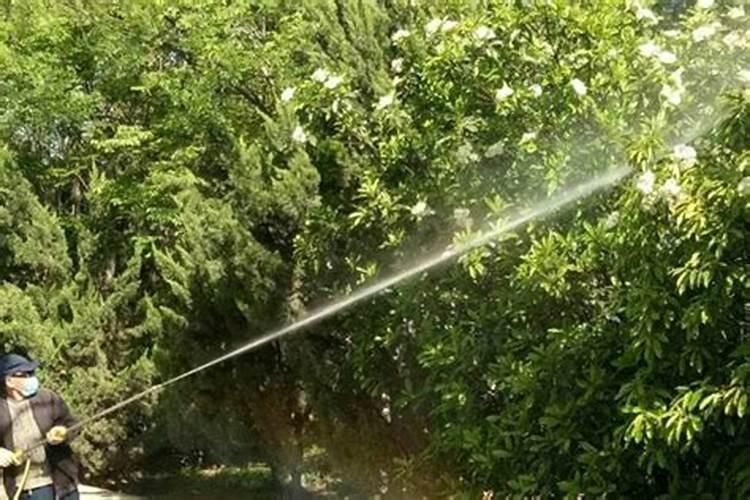 花盆种菜怎么施肥