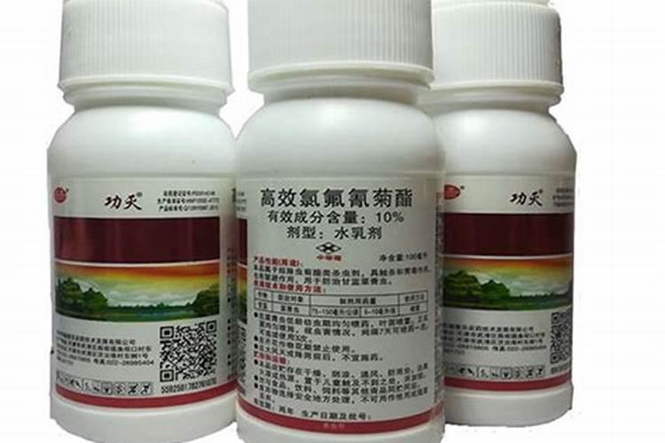 儿菜怎么种？儿菜怎么腌制