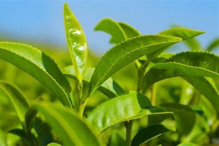 茶树花施什么肥最好