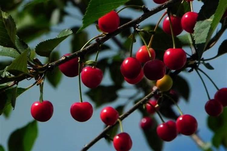 茉莉花有花苞的时候可以施肥吗