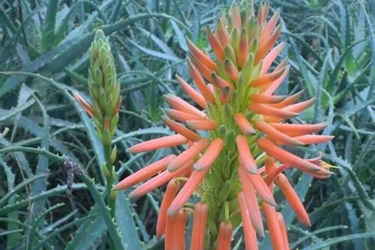 龙爪怎么栽能活