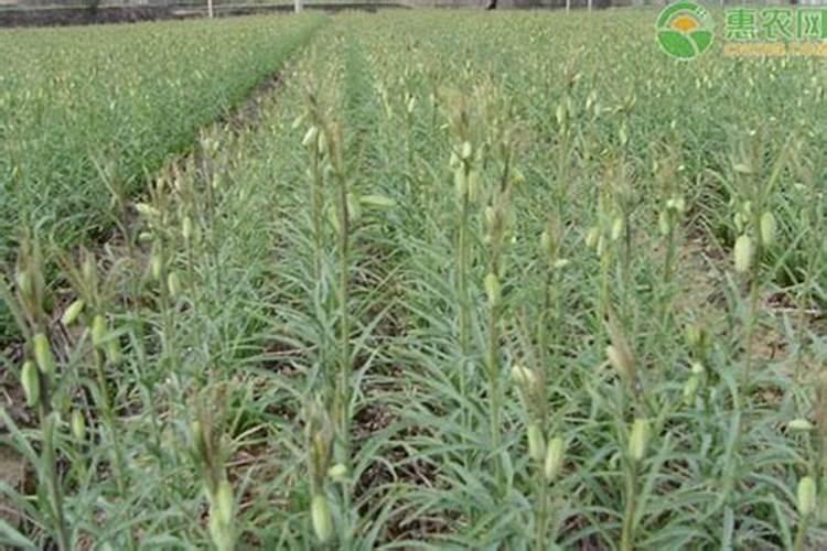 碳酸氢铵为什么是尿素味