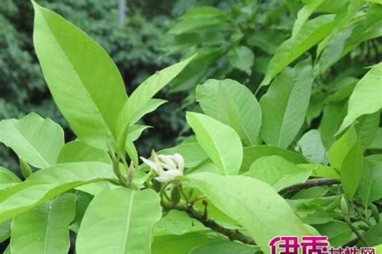 使用鱼蛋白肥会有什么效果？