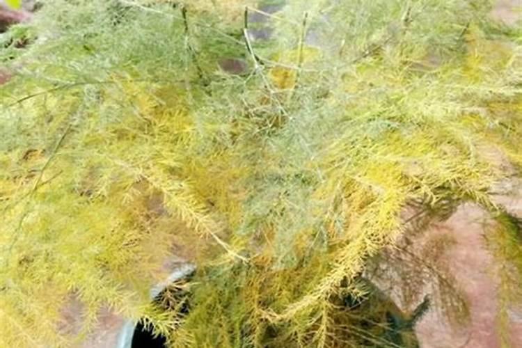 棉花什么时候使用矿源黄腐酸钾最好