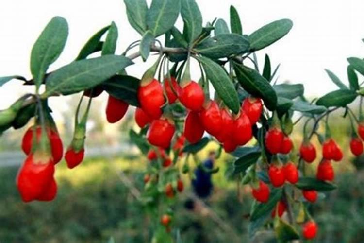 台湾梨山茶是绿茶吗