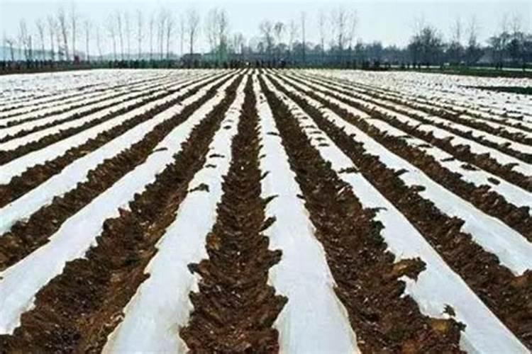 氨基酸水溶肥原料多肽氨基酸原粉!