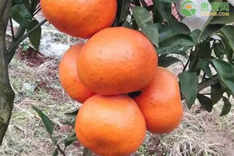 树苗种植水管能起什么作用？