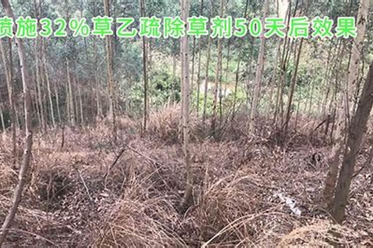 西红柿结果以后下面的叶子需要打吗 西红柿果实如何养护