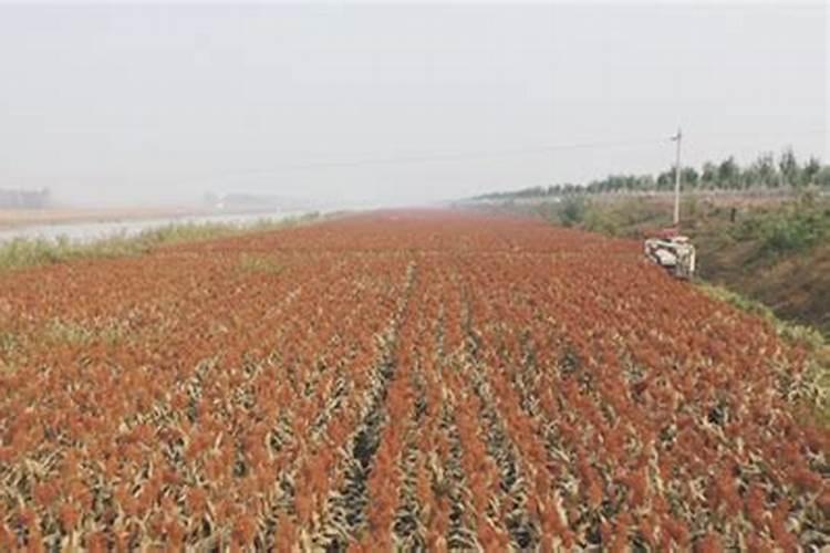 盐碱地种玉米怎么办,怎么治理,用什么肥料好