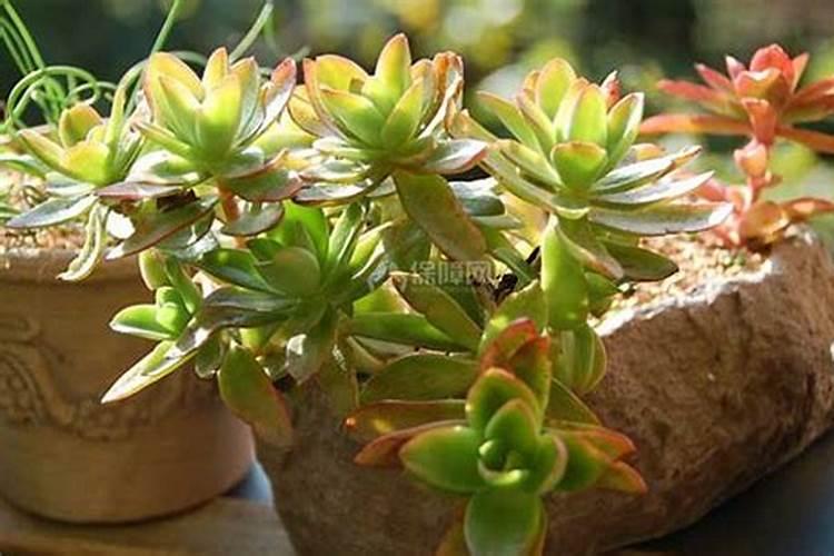 多肉火祭为什么不红,需要这样养护才能将火祭叶子变红哦