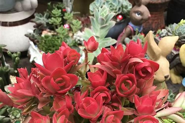 多肉植物火祭怎么养才会变红