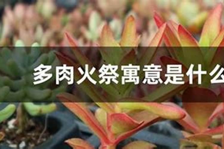 多肉植物火祭怎么养才会变红