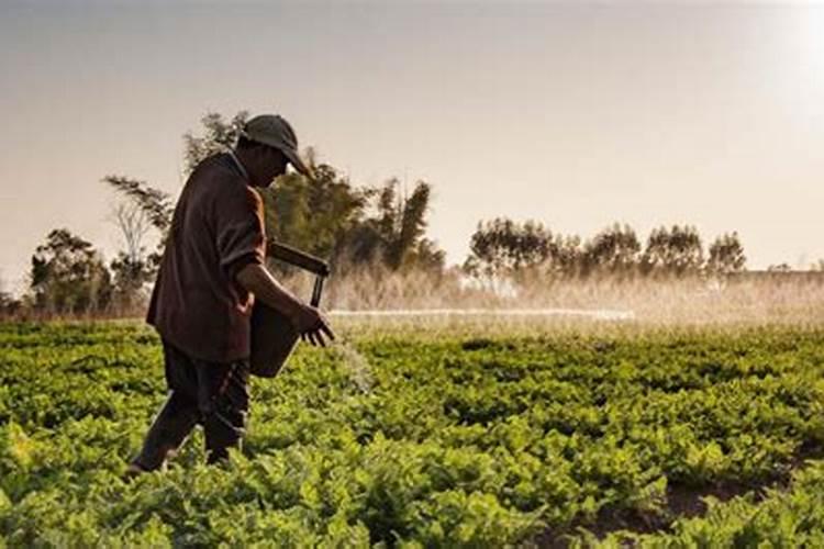 施肥后能不能马上浇水