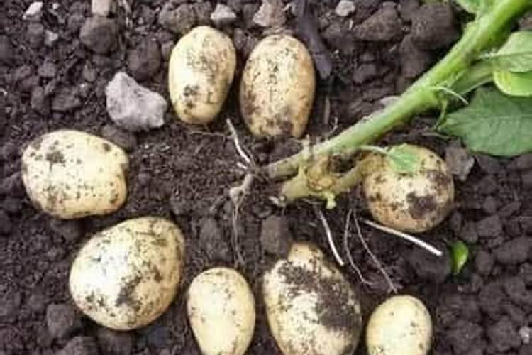 马铃薯如何施好基肥、种肥,追肥？可以施含氯化肥吗？