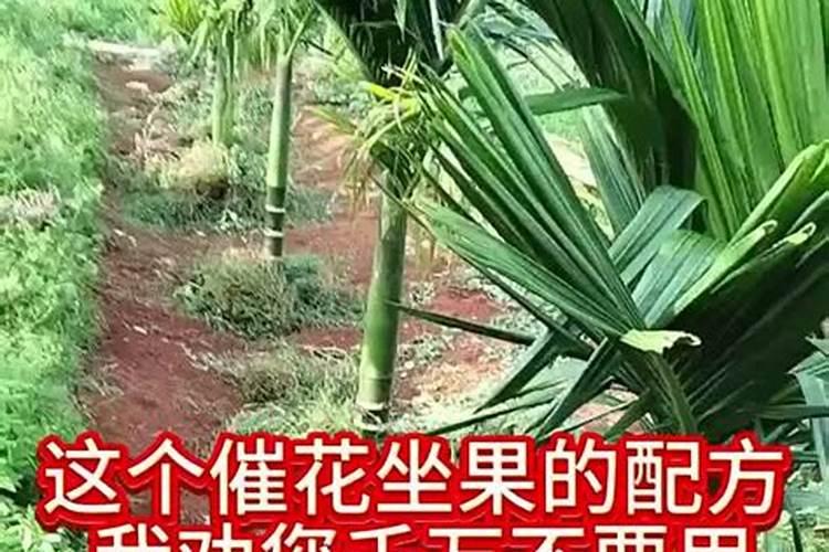 土豆的种植方法