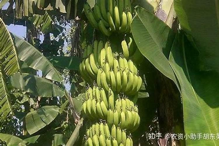 用香蕉皮泡水浇花水可以长时间存放吗？