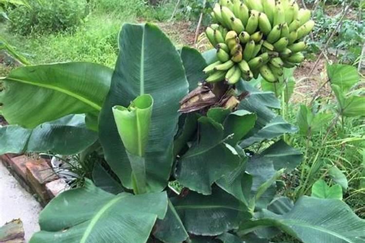 香蕉挂果的时候用什么肥料最好？