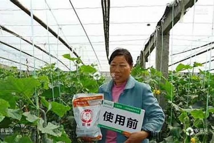 瓜果蔬菜叶面肥的正确使用方法(什么时候打叶面肥好)