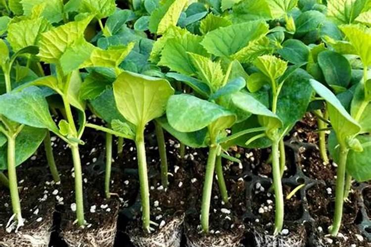 叶面肥什么时候用效果最佳？