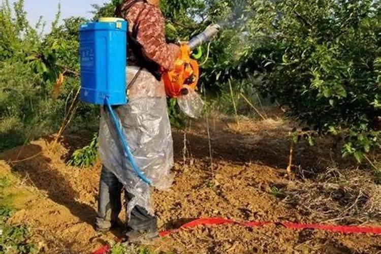 硼肥可以和尿素混合基施吗？