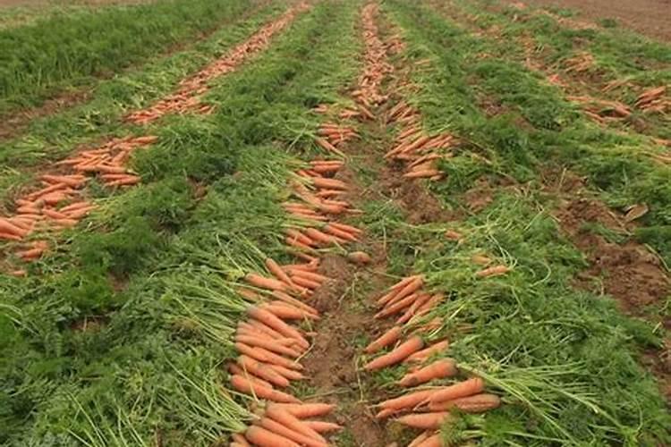 种红薯需要肥料吗